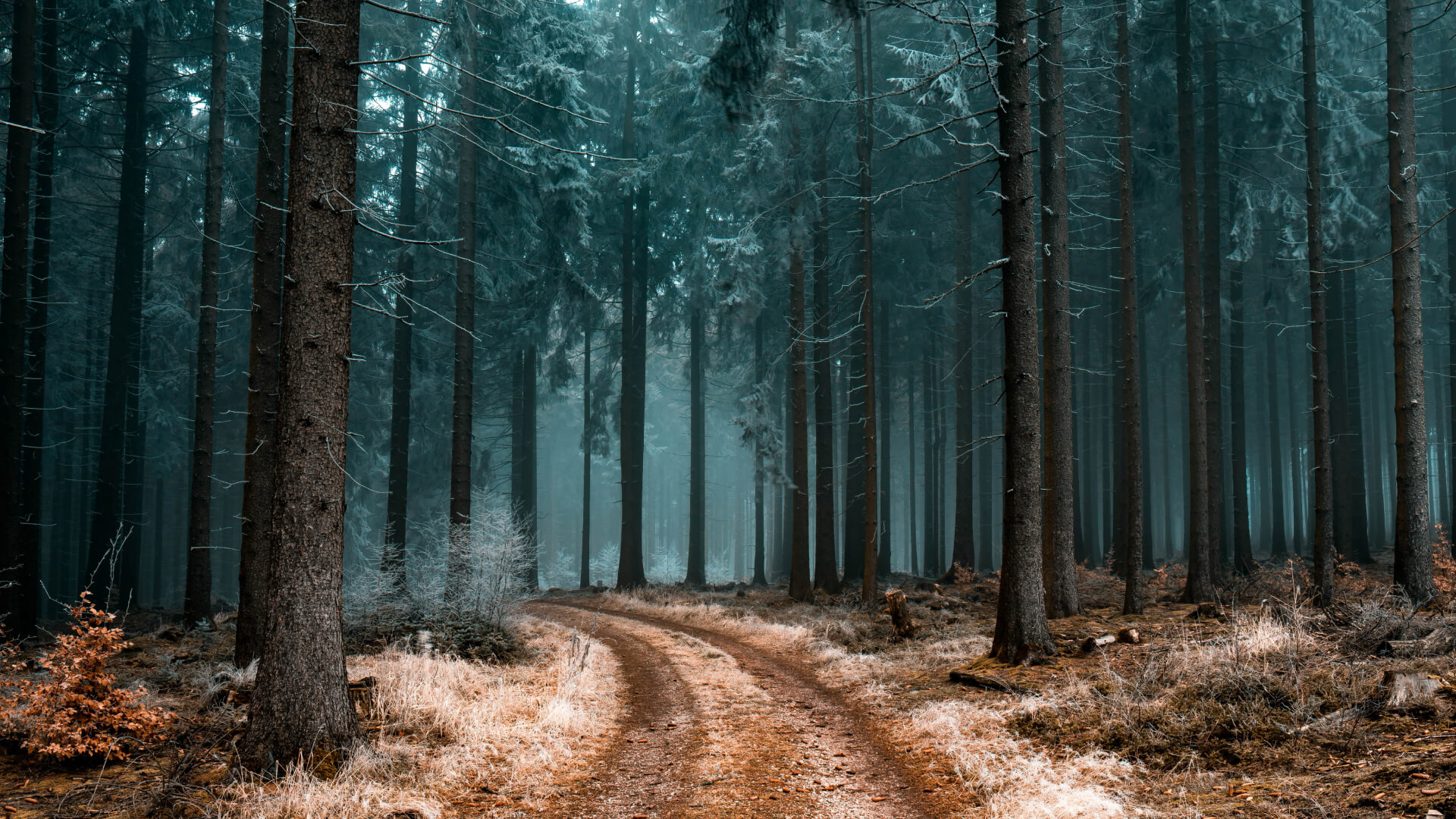 Forêt de plumes